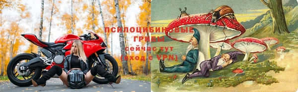 прущие грибы Горняк